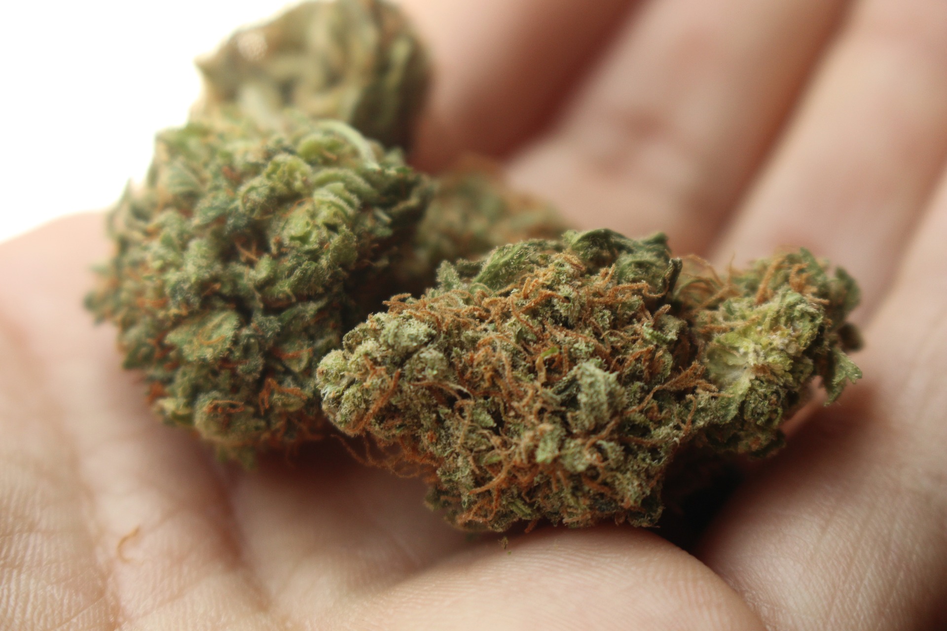 大麻（マリファナ）、シンナー  使用方法と症状 ドラッグの取扱説明書